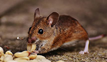 24 Hour & Emergency Exterminators in Shared Firm Zip, DE